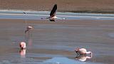 BOLIVIA 2 - Ruta de Las Joyas - Laguna Hedionda - Flamencos - 06